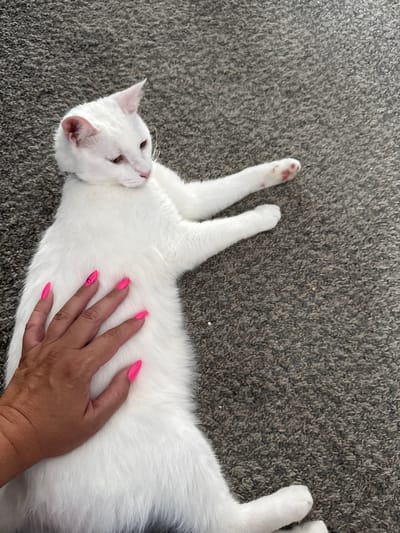 An overhead shot shows a white cat with pink ears lying on a grey carpet. A hand with bright pink fingernails is resting on the cat's white fur. The cat is facing left with its head slightly turned. The environment is indoors, as indicated by the carpeted floor. The location is identified as the city of Girard, United States of America.