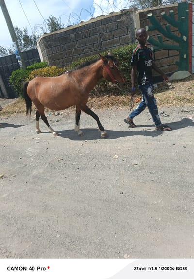 The image depicts a young male leading a bay horse along a gravel road in Nakuru East ward, Kenya, under a bright, partly cloudy sky. The male, walking towards the right side of the frame and looking at the camera, wears a dark t-shirt with "Emirates Fly Better" branding, distressed blue jeans, and sandals. He holds a rope connected to the horse's red halter. The horse, with a bay coat, dark mane and tail, and white markings on its lower legs, walks alongside him. In the background, a grey block wall topped with razor wire is visible behind green shrubbery. A stylized green tree mural is painted on the wall to the right. Strong sunlight casts distinct shadows of the subjects onto the textured ground.