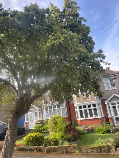 The image shows a residential street in Potters Bar, United Kingdom. A large tree with green leaves is in the foreground, partially obscuring a two-story brick house. The house has multiple windows, including a large bay window with white frames. There are small gardens in front of the house, containing shrubs and flowers. A black car is parked in the driveway. The sky is blue with a few white clouds.  The house appears to be well-maintained.