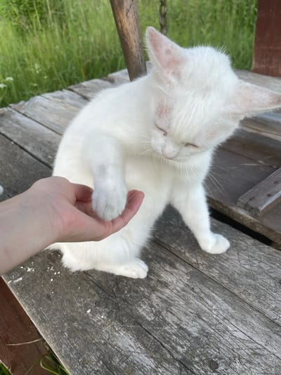 A close-up, eye-level shot captures a white cat with pink ears interacting with a human hand on a weathered wooden surface. The cat is positioned centrally, with its head tilted down, its eyes closed, and its right paw resting on the palm of the outstretched hand. The hand is lightly colored, with visible veins and a slight redness on the palm, suggesting gentle contact. The cat's fur is pure white, with some faint pinkish or reddish tinges around its ears.
The wooden surface appears to be part of an outdoor structure, possibly a bench or platform, with visible grain and wear marks. Small white specks, possibly debris or food crumbs, are scattered across the wood near the cat and hand.
In the background, out of focus, is lush green grass and vegetation, suggesting an outdoor, natural environment. A wooden post, part of the same structure as the wooden surface, is visible on the right side of the frame. A faint, dark chain can be seen attached to this post at the top left of the image. The overall lighting is natural and diffused, indicating it may be daytime. The scene is likely located in Zarechnyi, Russia, as per the provided context.