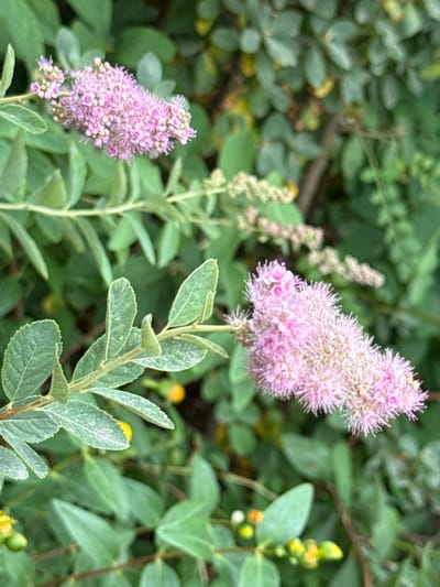 An outdoor, close-up, vertical shot focuses on a flowering shrub with delicate pink flower clusters and serrated green leaves. The flowers are densely packed and appear feathery, with visible stamens. The leaves are a muted green, some showing signs of slight wear or dust. In the background, more greenery and out-of-focus yellow buds are visible. The scene is set within a natural environment, likely a garden or park, in Kołczewo, Poland. No people or animals are present.