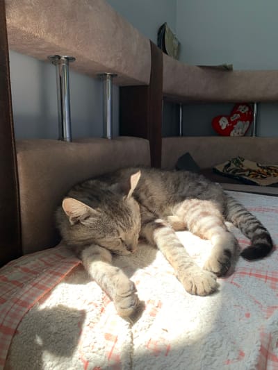 A tabby cat is sleeping on a blanket on a couch, with sunlight streaming onto its fur. The cat is curled up on its side, with its paws tucked in and its eyes closed. Its fur is a mix of gray and brown stripes. The blanket is white with a pink checkered pattern. The couch appears to be made of beige fabric with dark brown trim. In the background, a red stocking with white figures is hanging on a rack, and a patterned rug is visible. The scene suggests a relaxed and peaceful moment. The lighting indicates it is daytime. The location is Zamostia, Ukraine. There is no visible text in the image.