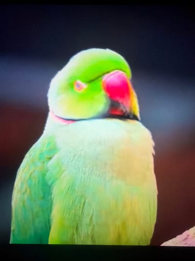 The image shows a close-up, head-on view of a vibrant green parrot. The parrot's head is slightly tilted to the right, and its beak is a prominent bright pink with yellow and red accents. A thin pink band is visible around the parrot's neck. The background is dark and out of focus, with some subtle reddish-brown hues. The parrot appears to be perched on a surface that is partially visible in the lower right corner, which is light-colored with pinkish-purple markings. The image quality is grainy, suggesting it may be a photograph of a screen or a low-resolution capture. The location of Wildwood, United States is not discernible from the image itself.