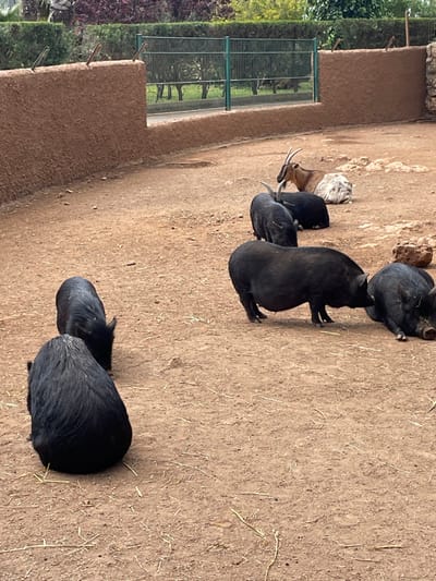 The scene depicts an open-air animal enclosure, likely within Safari Zoo Mallorca in Sant Llorenç des Cardassar, Spain. The foreground and midground consist of dry, reddish-brown dirt with sparse scattered straw and small rocks.
Six black pigs of varying sizes are distributed across the enclosure. In the immediate foreground-left, one black pig is seen from the rear, seated or lying down, facing away from the viewer. Another smaller black pig is partially obscured near it, with its head down. Centrally, a large black pig stands, facing right, appearing to nose or interact with another black pig lying on its side to the right. Further back, a smaller black pig stands, facing right, near the back wall. Another black pig is partially visible behind it.
In the upper-right background, a brown and white goat with prominent curved horns lies resting on the dirt.
The enclosure's perimeter features a textured, reddish-brown, mud-like wall on the left and stretching towards the background. This wall is topped with several vertical wooden stakes. Behind this wall, a green metal fence is visible, beyond which lies an area with lush green foliage and trees, indicating a wider natural or park environment. The overall scene is static, with the animals resting or moving slowly within their habitat.