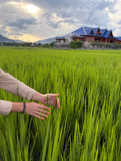 In Ban Pong, Thailand, an image captures a person's hands reaching into a vibrant green rice paddy. The sky above is dramatic, with heavy clouds partially obscuring the sun, casting a soft light over the landscape. In the distance, traditional Thai-style buildings with blue roofs stand prominently, nestled against a backdrop of rolling hills. The foreground is dominated by the lush, dense stalks of the rice field, creating a sense of natural beauty and agricultural richness. The person's hands, with bright pink fingernails, gently touch the rice stalks, suggesting an interaction with the environment. A beaded bracelet adorns one wrist, adding a personal touch to the scene. The overall impression is one of peaceful coexistence between human activity and the natural world.