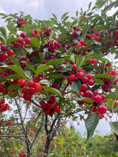 The image depicts a close-up view of a cherry tree laden with ripe, red cherries. The cherries are clustered together on branches amidst lush green leaves, under an overcast sky. The scene appears to be an outdoor setting, possibly a garden or orchard. The perspective is from below, looking up into the canopy of the tree. There are no people visible in the image. The overall impression is one of abundance and nature's bounty. The location is specified as Shor-Bulak, Kyrgyzstan.
