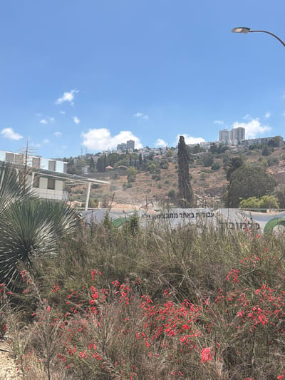 The image shows an outdoor scene in Nesher, Israel. The perspective is unusual, as the image appears to be rotated 90 degrees counter-clockwise. In the foreground, to the right, is a dense bush with many small, tubular red flowers. To the left and bottom of the image, there is a large agave plant with spiky, green leaves.
In the background, a city is visible on a hillside. Buildings, including several high-rises, are clustered together on the slopes. Some trees are scattered amongst the buildings. A road or pathway is visible on the hillside, with a large banner displaying text. The banner is white with black text, which appears to be in Hebrew.
Above the city, the sky is blue with scattered white clouds. The sunlight suggests it is daytime, likely late morning or early afternoon. A street light fixture with a curved arm is visible in the upper left corner of the image. The overall scene depicts a hillside urban environment with natural vegetation.