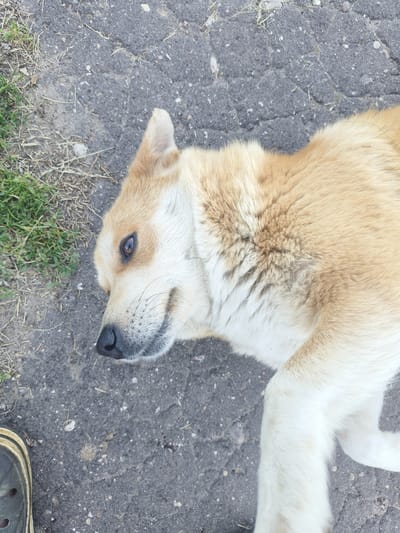 A light-colored dog with brown eyes is lying on its side on a paved surface, possibly asphalt, with some patches of grass and dry vegetation to its left. The dog's head is turned towards the camera, showing its snout and left eye. To the bottom left of the frame, a portion of a black boot with yellow trim is visible. The background appears to be an outdoor area. Based on the provided context, this scene is located in Кругліцкі сельскі Савет, Belarus.