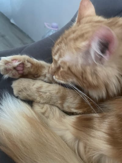 The image shows a close-up of an orange tabby cat curled up and sleeping. The cat's fur is a mixture of orange and cream, with distinct tabby markings. Its paws are visible, with pink paw pads. One paw is resting near its face, and its tail is curled around its body. The cat appears to be on a dark, soft surface, possibly a blanket or furniture. In the background, there is a blurred out area with a hint of a light-colored object with a purple accent, which is not clearly identifiable. The setting is indoors, with soft lighting. The image does not contain any information that would place it in Angelovo, Russia or any specific city.
