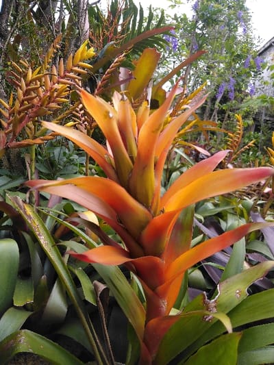 The image displays a close-up outdoor scene of a cultivated tropical garden, specifically located in San Cristóbal, Costa Rica. A large bromeliad plant is centrally featured, exhibiting an upright, paddle-shaped inflorescence with a gradient of vivid orange and reddish-orange hues, transitioning to broad green leaves at its base. Surrounding the primary bromeliad are dense layers of various green foliage. To the left, several elongated, spiky inflorescences, yellow-orange in color, emerge from other plants. The upper right background reveals further green vegetation, a vine with clusters of small purple flowers hanging downwards, and a partial view of a light-colored structural element, possibly a building wall, visible against a bright, likely overcast, sky. No human subjects or discernible actions are present.