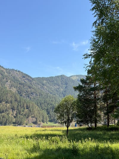 This is a wide shot of a rural landscape on a sunny day. In the foreground, there is a vibrant green field with tall grass and wildflowers. A few trees stand in the middle ground, casting shadows on the grass. Behind the field, a gently sloping mountain covered in dense green trees dominates the background. The sky is a clear, bright blue with a few wispy clouds. In the distance, a few houses with dark roofs can be seen nestled at the base of the mountain, along with a wooden fence. The scene evokes a sense of peaceful natural beauty.