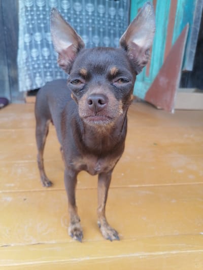 An eye-level, full-body shot captures a small, dark brown dog with large, upright ears standing on a yellow wooden surface. The dog is facing the camera, with its head slightly tilted and its mouth closed. Its eyes are partially closed, giving it a sleepy or suspicious expression. The background is blurred, showing a light blue curtain with a patterned design on the left and a vertical wooden structure with teal and brown panels on the right. The lighting is natural and appears to be from an outdoor source. The overall environment suggests an outdoor or semi-outdoor setting, possibly a porch or patio. The dog is the sole subject in the image. The location is identified as Novopokrovka, Russia.