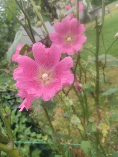 In Bandza, Georgia, a close-up, vertical shot captures several bright pink hollyhock flowers in bloom. The flowers, with their delicate, ruffled petals and light-colored centers, are the primary focus. They are clustered on tall, green stalks, interspersed with leaves and buds. The background is a soft blur of green foliage and hints of a distant, muted-colored structure, possibly a building, and a grassy area. The lighting suggests an outdoor setting on an overcast day, with the flowers displaying a soft, diffused glow.