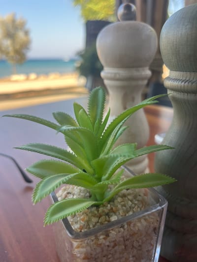 This is a close-up, eye-level, outdoor shot of a small green succulent plant in a clear glass pot filled with small pebbles. The plant is positioned in the foreground, with its spiky leaves reaching upwards and outwards. Behind the plant, two wooden salt and pepper grinders are visible, one lighter and one darker. In the background, there is a blurred view of a sandy beach, turquoise water, and a bright blue sky, suggesting a coastal setting, likely in Protaras, Cyprus. The overall lighting indicates it is daytime. The focus is sharp on the succulent and slightly blurred on the grinders and the background.