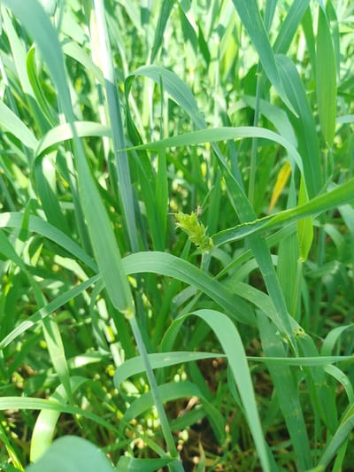 This is a close-up, eye-level shot of a field of green wheat, likely in the early stages of growth. The focus is on the lush, vibrant green stalks and leaves, with a single young wheat head prominently featured in the center of the frame. The wheat head is a pale green and appears to be a cluster of underdeveloped grains.
The scene is dominated by the dense foliage of the wheat, creating a soft, blurred background of varying shades of green, interspersed with patches of sunlight. The lighting suggests it is daytime, with the sun casting shadows and highlighting the textures of the leaves. There are no people visible in the image, and the activity taking place is simply the natural growth of the crop.
The image is well-lit, and the focus is sharp on the central wheat head and surrounding leaves, while the background is softly blurred, giving a sense of depth. The overall impression is one of natural beauty and the promise of a harvest. No text is visible in the image. Based on the location context provided, this scene is likely in Бигила, Russia.