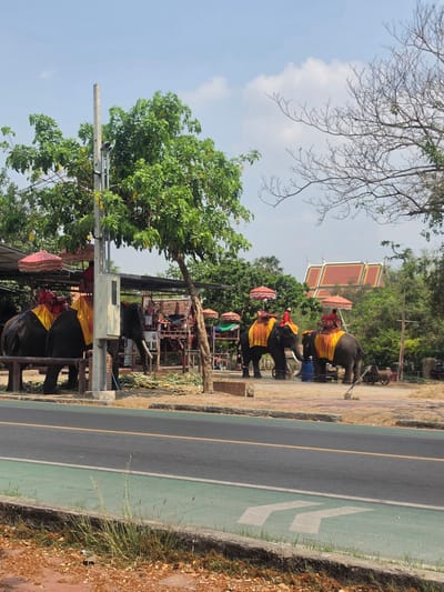The image shows elephants standing on a sidewalk next to a road in Phra Nakhon Si Ayutthaya City Municipality, Thailand. The elephants are adorned with yellow and red coverings, with people riding on their backs. The elephants stand near a structure with a canopy or awning. A temple building is visible in the background, framed by trees. A road runs adjacent to the sidewalk, marked with a green lane. A utility pole stands near a tree in the foreground. The sky is partially cloudy.