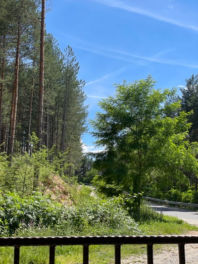This is a landscape photograph taken on a sunny day. In the foreground, there is a dark metal railing, suggesting a vantage point such as a balcony or a fence. Beyond the railing is a grassy area and a gravel path.
The midground is dominated by lush green foliage and trees. To the left, a dense forest of tall pine trees with textured, reddish-brown bark stretches upwards. To the right of the pine forest, a winding asphalt road is visible, bordered by a silver metal guardrail. A large, leafy green tree stands prominently in the middle of the scene, its branches reaching out.
In the background, more trees create a dense forest canopy. The sky above is a clear, bright blue, with a few wispy white clouds and faint contrails. The overall impression is one of a natural, slightly wild environment, likely on the outskirts of a populated area, given the presence of the road and guardrail.
The image was captured in Valkosel, Bulgaria.