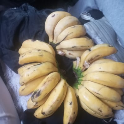 Three hands of ripe, yellow bananas are centrally positioned on an assorted fabric surface within an indoor setting in Awasi/Onjiko ward, Kenya. Each banana hand contains approximately 10-12 individual fruits, displaying a yellow hue with scattered dark spots and minor bruising. The central stem connecting the banana hands is visible, exhibiting a green core. The underlying surfaces consist of dark grey/black fabric on the left and center-bottom, and lighter grey, possibly striped, fabric on the right and upper right. No individuals or active interactions are depicted.