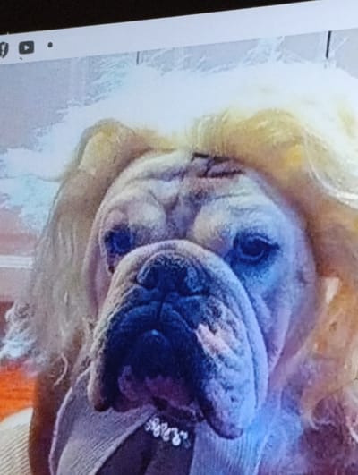 The media file shows a close-up of an English Bulldog wearing a blonde wig. The dog is looking towards the camera with a somewhat displeased expression. It appears to be wearing a light-colored garment around its neck, possibly a sweater or scarf, and a necklace with white beads. The background is blurred, but appears to be indoors, possibly in a home setting. There are some digital interface elements visible at the top of the image, including what looks like a play button and a dot, suggesting this might be a screenshot from a video call or online video. The lighting is somewhat artificial, casting a blueish tint on the dog's face. There is no visible text other than the interface elements. The overall impression is a humorous or unusual portrayal of a pet.
