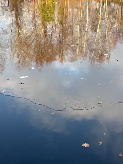 The image displays a tranquil natural scene, likely a lake or pond in Plyuty, Ukraine, captured during daylight hours in a cool season. The perspective suggests either an aerial view looking down at the water or a close-up of a reflection.

On the left side, the water reflects a dense line of bare deciduous trees with golden-brown branches, and a smaller patch of green evergreen foliage is visible towards the bottom. The reflections are slightly wavy, indicating either subtle ripples on the water's surface or irregularities in a thin sheet of ice.

The right side of the image features a distinct transition between different states of the water body. A prominent, winding dark line horizontally separates a lighter, greyish-blue area from a darker, deep blue area. The lighter section appears to be a thin sheet of ice, reflecting brighter or overcast parts of the sky, while the darker section is open water, reflecting a deeper blue sky or darker cloud formations.

Scattered across both the icy and open water surfaces are several dried brown leaves and numerous small, white, circular specks. These specks could be tiny fragments of ice, foam, or other natural debris. The presence of ice clearly indicates cold weather, suggesting late autumn, winter, or early spring.

The scene conveys a sense of stillness and natural beauty, devoid of any human activity or visible text.