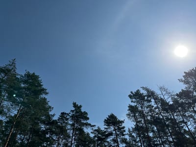 The image shows a clear blue sky with the sun visible in the upper right quadrant, appearing as a bright white circle. The lower portion of the image is filled with the tops of numerous pine trees, silhouetted against the bright sky. The trees are tall and appear to be in a natural setting, likely a forest. There are no people or man-made structures visible in the image. The scene depicts a bright, sunny day in a wooded area. The location is in the vicinity of Suži, Latvia.