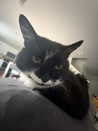 A black and white cat with green eyes rests on a gray surface. The background shows a glimpse of a kitchen with white cabinets and appliances. The image appears to have been taken indoors. The location is Buford, United States.