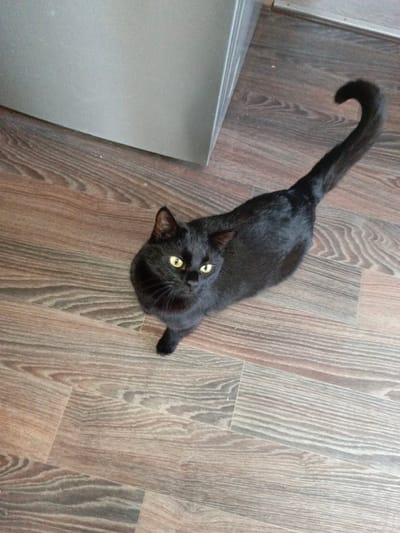 A high-angle photograph depicts a black short-haired domestic cat standing on a wooden floor. The cat, positioned centrally and facing the camera, exhibits bright yellow-green eyes and dark black fur. Its tail is raised and curves at the tip towards the upper right. The cat's head is slightly tilted upwards. The floor is comprised of rectangular planks displaying light brown and grey wood grain patterns. A segment of a light grey, rectangular appliance or piece of furniture is visible in the upper left background, forming an interior corner. This scene is located in Гвардейское, Russia.