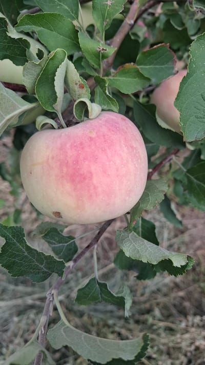 An apple, with pale yellow skin blushed with pink, hangs from a branch amidst green leaves. The apple is round with a slight indentation at the top where it attaches to the stem. A few small brown blemishes are visible on its surface. The background is blurred, showing more foliage and the dry, straw-colored ground. The scene suggests a natural outdoor environment, likely an orchard. The location is the city administration of Kentau city, Kazakhstan.