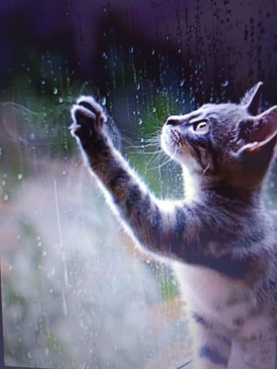 A close-up, slightly blurry, horizontal, eye-level, medium shot of a tabby cat, leaning its head back and looking upwards, with its right paw extended and touching a window. The cat's fur is grey with darker stripes. The window has water droplets on it, and the background is blurred, showing hints of green foliage and a dark, purplish sky. The image appears to be taken in a domestic setting, likely indoors looking out. There is no identifiable location within the city of Košice, Slovakia.