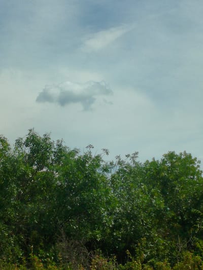 A sky with scattered clouds is visible above a dense line of green trees. One notable cloud formation in the upper left portion of the sky is shaped vaguely like an animal. The trees form a solid, dark green mass across the bottom half of the image, with some branches and thinner vegetation visible closer to the viewer in the foreground. The lighting suggests it could be daytime, possibly overcast or approaching evening, given the muted tones. No people, objects, text, or specific activities are apparent. The setting appears to be a natural landscape.
