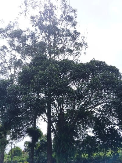 The image displays a dense cluster of tropical trees set against a bright, overcast sky, indicative of natural vegetation in Palayan, Philippines. A prominent, large tree with a robust trunk and dark green, rounded canopy occupies the center and lower-right foreground. Numerous epiphytic ferns are visible growing on its primary branches and trunk. Several dark, elongated objects, consistent with large fruits or fruit bats, are suspended within its foliage, with one clearly visible hanging from a branch in the mid-left area of the canopy. To the left and slightly behind, a taller tree with less dense foliage and a lighter-colored bark extends upwards. The background shows additional layers of green vegetation, and the distant horizon is obscured by foliage. No human subjects, animals (other than potential bats), or man-made structures are discernible. The lighting is diffuse, suggesting an overcast day.