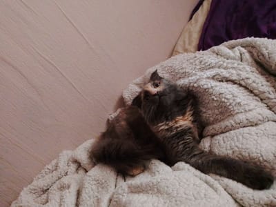 A fluffy, tortoiseshell cat is lying on a soft, textured cream blanket. The cat's fur is a mix of grey, black, and orange patches, with its tail curled around its body. Its eyes are wide and focused upwards, with a curious or alert expression. The background consists of a pinkish-beige wall with a subtle texture, and a corner of a dark purple fabric is visible in the upper right of the frame. The lighting appears to be indoor, suggesting a comfortable, relaxed setting. The scene conveys a sense of domestic tranquility. There is no visible text in the image.