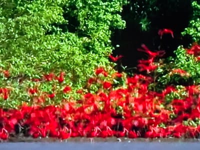 The image shows a close-up view of a dense planting of vibrant red flowers in the foreground, with lush green foliage in the background. The flowers are clustered together, creating a thick carpet of red. The green foliage appears to be leaves and possibly some smaller blossoms, forming a textured backdrop. The lighting suggests it is daytime, with some dappled sunlight creating highlights and shadows within the plants. The scene is outdoors, likely in a garden or park setting. Given the information provided, this image is of the red flowers planted in front of the Palacio de Pimentel in Valladolid, Spain.