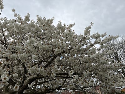 The image shows a tree with abundant white blossoms against a cloudy sky. Another bare tree is visible on the right. In the background, partially obscured by the trees, are brick buildings, suggesting an urban setting. The scene is located in Malvern Hills, United Kingdom. There are no people visible in the frame. The focus is on the blooming tree and the surrounding environment.