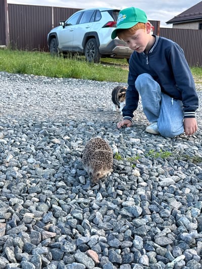 A young boy wearing a blue jacket, light blue jeans, and a green baseball cap crouches down on a gravel-covered ground. He is looking at a hedgehog that is also on the gravel. The boy is holding a small stone in his right hand. To the left of the boy, a white car is parked next to a brown wooden fence. The scene appears to be outdoors, possibly in a yard or driveway, with green grass growing along the fence line. The sky is overcast, suggesting it could be a cloudy day. The boy's expression seems curious and engaged as he observes the hedgehog. A small, striped cat is also visible in the background, near the boy's legs. The location is identified as Pyachanki, Russia.