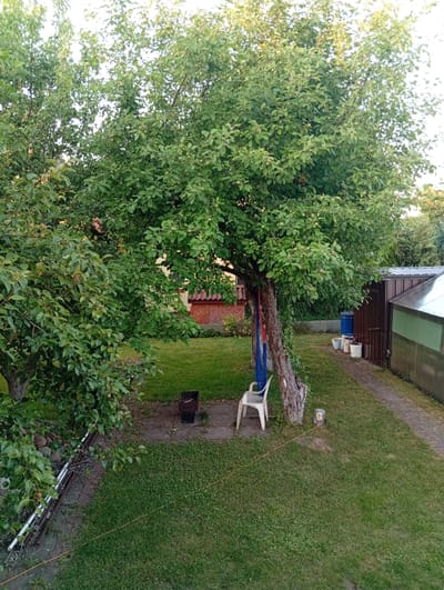 The image depicts a backyard scene in Lingiai, Lithuania. A large, leafy tree with small green fruits dominates the foreground. Beneath the tree, a white plastic chair sits on the grass, with a blue and red hammock draped over its back and tied to the tree trunk. To the right of the tree, a small, dark-colored barbecue grill is positioned on a paved area. Further to the right, a pathway leads past a brown shed with a closed door and a connected greenhouse with a translucent roof and green walls. Several white buckets and a blue water barrel are situated near the shed. The backyard is covered in green grass, with some paved areas and scattered stones. In the background, other trees and structures are visible, suggesting a residential area.