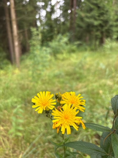 In Pavlovskaya Sloboda, Russia, a close-up shot focuses on a cluster of three bright yellow wildflowers, likely dandelions or a similar composite flower, in the foreground. The flowers are in sharp focus, with detailed petals and visible stamens. One flower is fully open, while another is partially open, and a third is slightly behind and to the side, with one wilting petal visible. Green leaves and stems are present below the flowers. The background is a softly blurred forest scene, with the trunks of trees and green foliage visible. The lighting suggests an outdoor, natural environment, likely a meadow or forest clearing, during daylight hours. There are no people or man-made structures directly visible in the image.