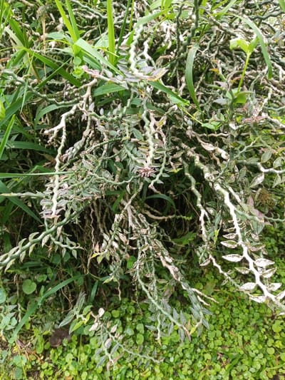 A vibrant scene shows a mass of tangled, segmented stems, likely a zig-zag plant. The stems are green and white, with tiny leaves along their length. Lush green grasses and smaller ground cover surround the plant, adding to the dense, overgrown feel. The focus is on the unusual, textured stems of the zig-zag plant, set against a backdrop of varying shades of green.