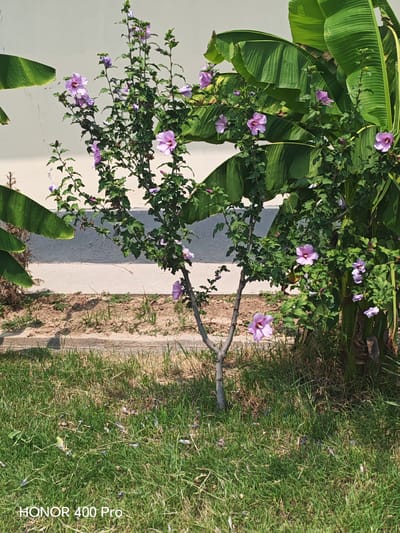 This media file is a photograph of a flowering hibiscus bush in a garden setting. The hibiscus bush is the primary subject, adorned with several delicate, light purple and pink flowers and lush green leaves. Behind the hibiscus, large, vibrant green banana leaves create a tropical backdrop. The setting appears to be outdoors, with a plain, light-colored wall in the background and a strip of sandy earth and grass in the foreground. The grass is somewhat dry and patchy in places, suggesting a warm climate. A paved walkway or border is visible between the sandy area and the grassy lawn.
There is no visible activity or event taking place; the image captures a still moment in nature. Notable details include the bright sunlight casting shadows, indicating it is likely daytime. The lushness of the banana leaves and the blooming hibiscus suggest a favorable growing season, possibly spring or summer. The overall mood is serene and tranquil, highlighting the natural beauty of the flora.
Visible text in the bottom left corner reads "HONOR 400 Pro," which is likely a camera watermark. The location context provided is Salar, Uzbekistan, which helps inform the understanding of the climate and the types of plants that might be found there.
