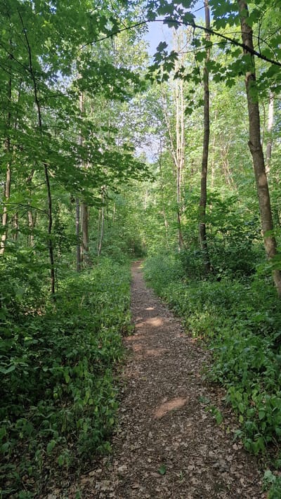 This media file depicts a forest path lined with lush green trees and dense undergrowth. The path itself is covered in fallen leaves and appears to be made of dirt or gravel. Sunlight filters through the canopy, casting dappled shadows on the ground and illuminating the vibrant green foliage. The scene suggests a tranquil and natural setting, possibly a hiking trail or a peaceful walk in the woods. The overall impression is one of serenity and immersion in nature. The image provides a sense of depth, with the path receding into the distance, creating an inviting pathway into the heart of the forest. There are no people or specific objects visible, emphasizing the natural beauty of the environment. The time of day appears to be daytime, likely morning or afternoon, given the quality of light. The weather seems pleasant, with clear skies implied by the sunlight. The location context of Villingen-Schwenningen, Germany, places this serene forest scene within a European setting. There is no visible text in the image.