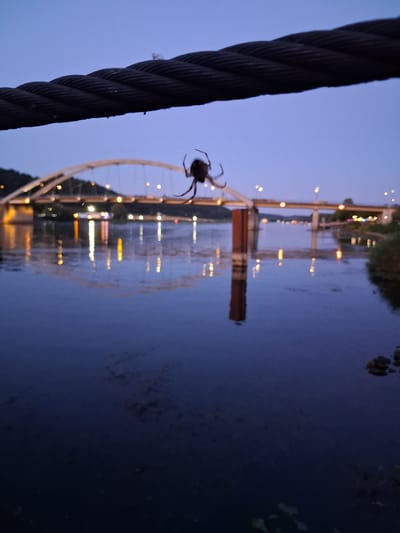This is a low-angle, close-up shot of a dark, thick cable in the foreground, which appears to be part of a suspension bridge or similar structure. In the middle ground, a spider is suspended from the cable, silhouetted against the twilight sky. Beyond the spider, a river reflects the lights of a city or town. Two bridges are visible spanning the river. The bridge on the left has an arched design, illuminated with lights along its structure, and its reflection is visible in the water. The bridge on the right is a more conventional, modern structure with traffic lights and vehicle headlights visible. The sky is a deep blue, indicating dusk or early night. The water is dark and calm, with subtle ripples. The overall atmosphere is serene and slightly eerie due to the presence of the spider and the low light conditions. The scene depicts a waterfront area with urban infrastructure, likely in Vilshofen an der Donau, Germany, given the presence of the Danube River and bridges characteristic of the region.