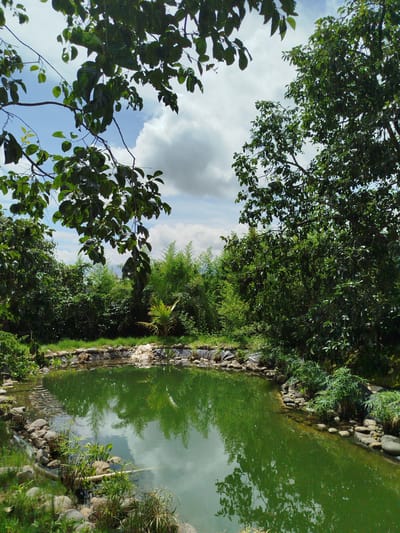 The image depicts a tranquil pond surrounded by lush greenery, likely situated within the Trường An complex in Vietnam. The pond's surface, a vivid green, reflects the sky and the surrounding foliage. The water is bordered by a natural embankment composed of various rocks and stones, interspersed with aquatic plants. In the background, dense vegetation, including trees and bamboo, creates a verdant wall. The sky above is partly cloudy, with soft white clouds drifting across a pale blue expanse. The overall impression is one of a serene, natural oasis.