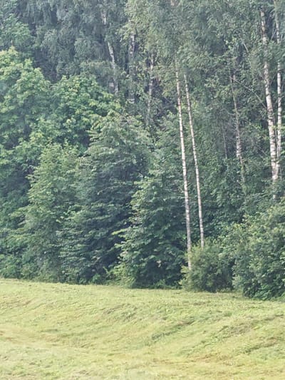 The image shows a rural landscape with a dense forest in the background and a mowed grassy field in the foreground. The forest is composed of various trees, including some with white bark, possibly birch trees. The field is a pale green with visible swathes of cut grass, suggesting recent mowing. The lighting is soft, indicating it might be overcast or late in the day. There are no people or animals visible in the image. The scene appears peaceful and natural. The general location is identified as the city of Viny, Russia.