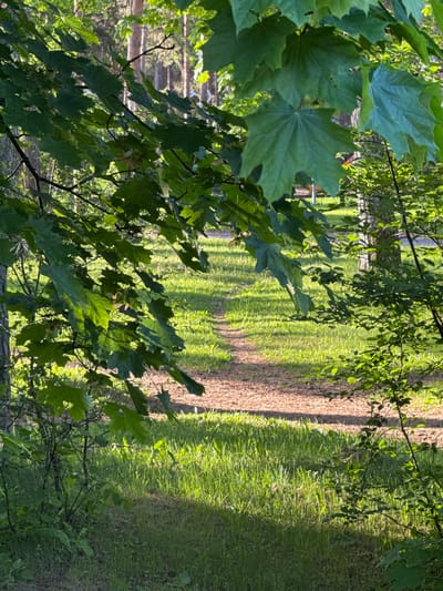 The image shows a view of a path through a park or forest in Valdlauči, Latvia. The perspective is partially obscured by foliage, including prominent maple leaves in the foreground. The path appears to be lined with trees and grass. The photograph has been taken from an unorthodox perspective.