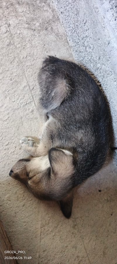 A puppy is sleeping on a concrete surface. The puppy is curled up on its side, with its head tucked into its body. Its fur is a mixture of gray, black, and tan. The concrete is a light gray color and appears to be slightly rough. There is a hint of greenery visible in the lower left corner of the image, suggesting an outdoor setting. A timestamp at the bottom of the image reads "GROZA_PRO, 2026/06/26 11:49". The scene appears calm and peaceful, with the puppy in a deep sleep. The lighting suggests it is daytime. The location context provided is Истиқлолият, Tajikistan.
