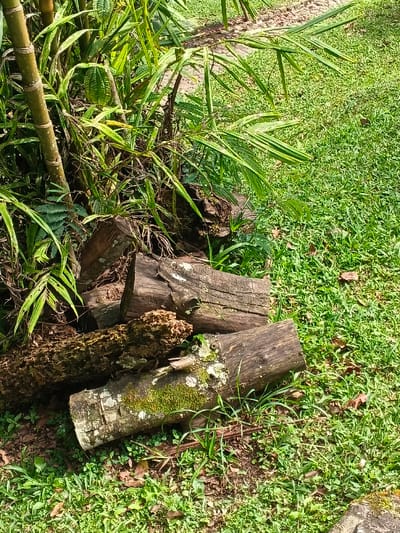The scene depicts a natural outdoor environment at Bangalum Bridge, Papua New Guinea, under daylight conditions. The foreground and midground feature a collection of five or more cut logs of varying sizes and states of decay, resting on a bed of green grass and scattered brown leaves. The log closest to the viewer, in the lower center, is light-colored and heavily covered with patches of green moss and white lichen. Above it, another log shows a darker, textured bark with prominent cracks and some white marks. To the left, a third log exhibits advanced decay, presenting a porous, reddish-brown, friable texture. Other fragmented wooden debris is visible within the pile. To the left and upper left, dense, vibrant green foliage dominates, including multiple light-green bamboo stalks with visible nodes and various broad-leafed plants and ferns. The ground is consistently covered with bright green grass. In the upper right quadrant, a light-colored, patterned pathway, possibly constructed from stones or gravel, is partially visible, curving through the grassy expanse. No individuals, animals, or active interactions are present in the image.