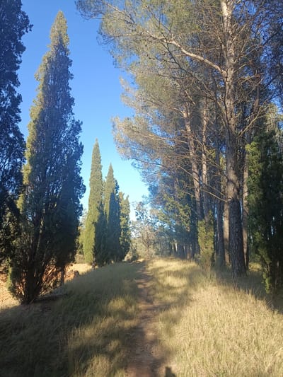 The image depicts a dirt path winding through a grassy area bordered by various trees under a clear, blue sky. On the left are several tall, slender cypress trees, while the right side features a mix of pine trees and other deciduous trees. The ground is covered in dry grass, with shadows cast across the path, suggesting a sunny day. The location is Jérica, Spain, as it is known to have similar landscape.