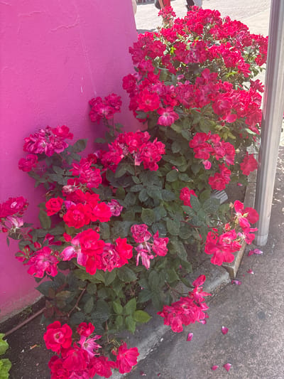 A cluster of pink roses grows along the edge of a pink wall in San Martín de la Vega, Spain. The roses are deep pink in color and appear to be in full bloom. Some fallen petals lay scattered on the sidewalk adjacent to the flower bed. A metal pole or railing is visible at the top of the image. The wall is a bright, solid pink and contrasts with the green foliage of the roses.