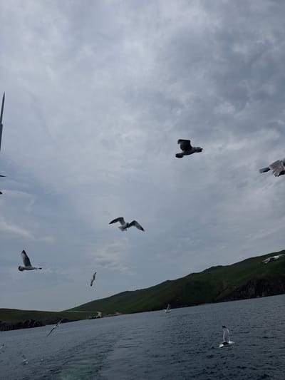 The image captures a flock of seagulls in flight over the dark, choppy waters of Lake Baikal near the village of Sakhiurta, Russia. The sky is overcast with gray clouds. In the background, a lush green, hilly landscape meets the water's edge, with a small cluster of buildings and possibly a dock visible in the distance. The overall scene conveys a sense of movement and the natural beauty of the Siberian wilderness.