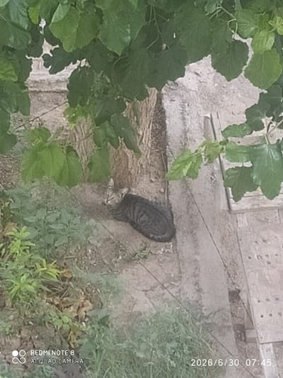 In Baýramaly, Turkmenistan, an alleyway is depicted with overgrown vegetation and a cracked concrete path. A tabby cat is resting on the dirt beside a tree trunk, looking towards the left. The scene is framed by large green leaves of a tree overhead. The bottom left corner of the image contains a watermark displaying "REDMI NOTE 8 AI QUAD CAMERA" and the bottom right corner shows a timestamp "2026/6/30 07:45".